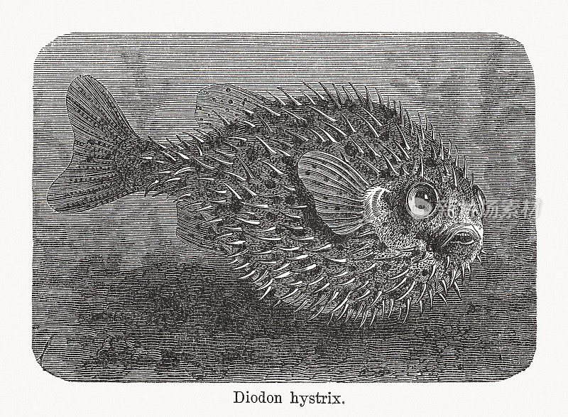 斑鳍豪猪鱼(didon hystrix)，木刻，1893年出版